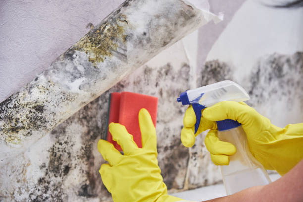 Mold Documentation for Insurance Claims in Mountain View, HI